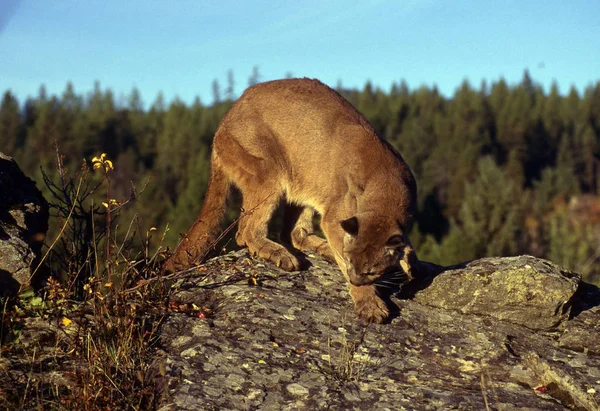Adult Mountain Lion Uppe — Stockfoto