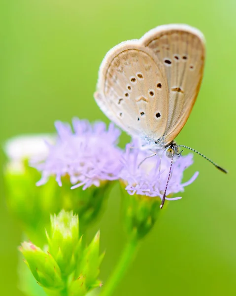 Közelkép Kis Barna Pillangó Eszik Nektár Virág Egyik Legkisebb Pillangók — Stock Fotó