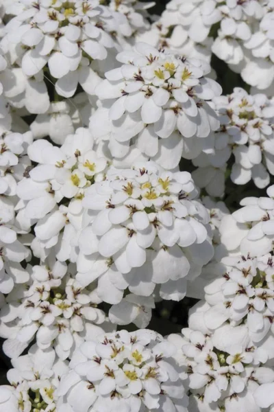 Gros Plan Bouton Fleur Blanche — Photo