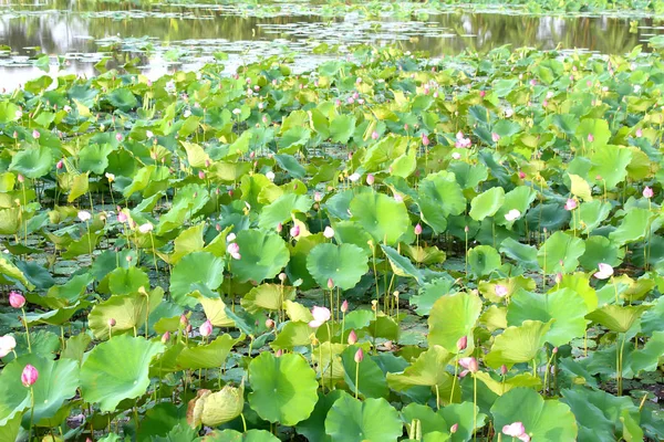 Hermosa Flor Loto Cerca — Foto de Stock