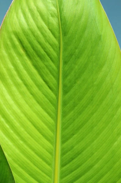 Estructura Hoja Con Venas — Foto de Stock