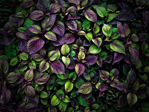 Rich purple and green leaf bed in the middle of summer.