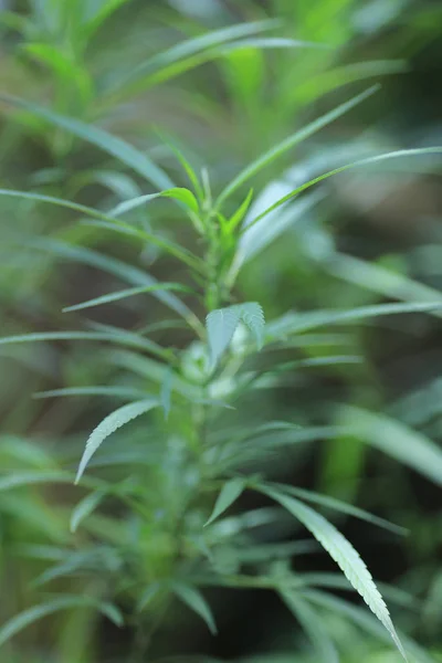 大麻植物在自然 — 图库照片