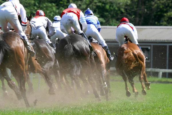 Cheval Jockey Sur Parcours Jusqu Ligne Arrivée — Photo