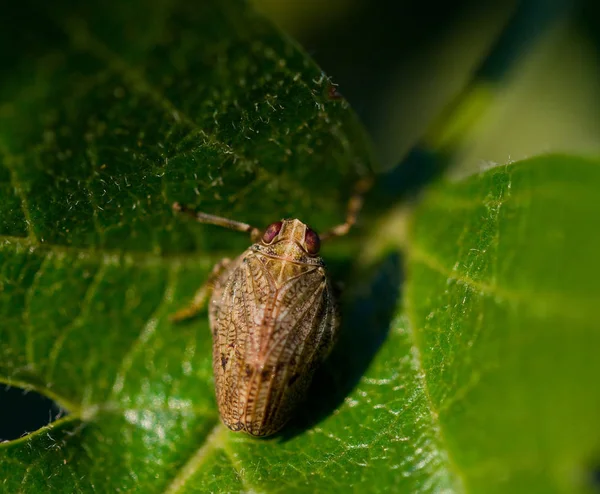 이수스 Coleoptratus 님프의 매크로 — 스톡 사진