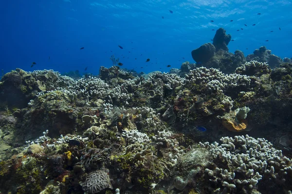 Hugh Arrecife Coral Cerca Superficie Del Océano —  Fotos de Stock