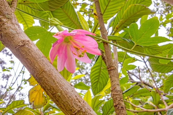 Дикий Тропический Цветок Цветет Острове Мадейра Пешей Доступности Весной — стоковое фото