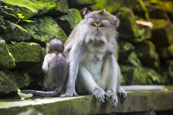 Hosszú Farkú Makákó Vele Csecsemő Szent Monkey Forest Ubud Bali — Stock Fotó