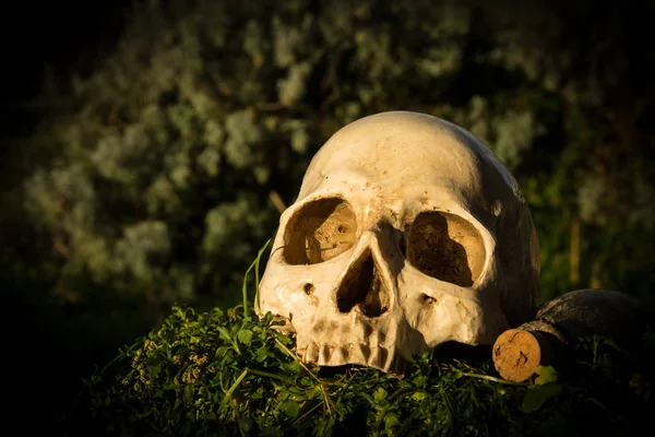 Teschio Natura Morta Nel Giardino Nel Cortile Della Casa — Foto Stock