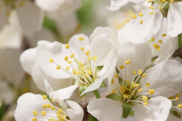 Βαλσαμώδη Ανάσα Της Άνοιξης Ένας Κλάδος Πολλά Λευκά Λουλούδια Γκρο — Φωτογραφία Αρχείου