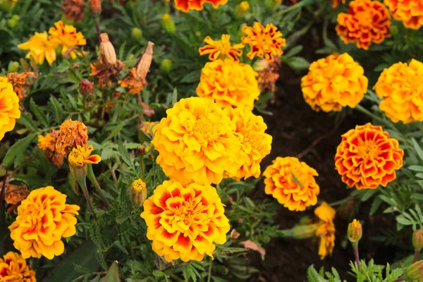 Caléndulas Tagetes Erecta Caléndula Mexicana Caléndula Azteca Caléndula Africana —  Fotos de Stock