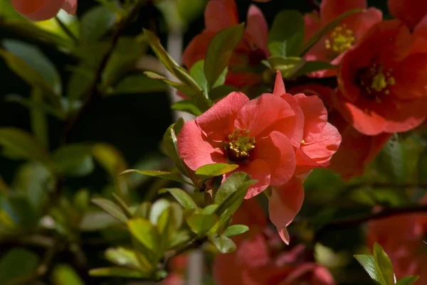Čerstvý Kousek Růžové Jarní Třešňové Květy — Stock fotografie