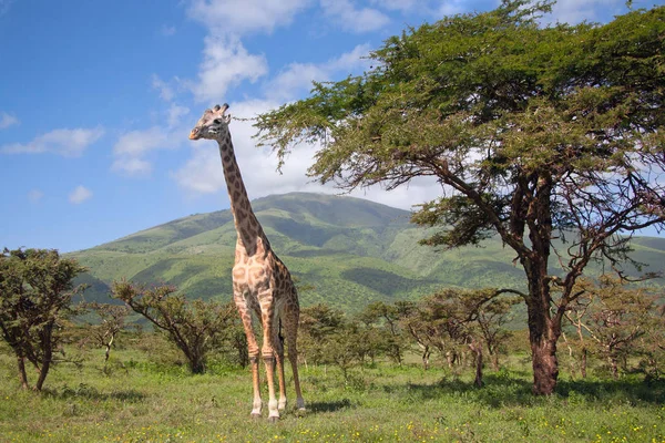 Giraffe Spaziert Durch Das Grasland — Stockfoto