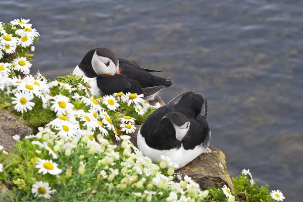 Par Puffins Atlânticos Repousa Sobre Falésias Cobertas Margaridas Latrabjarg Cliffs — Fotografia de Stock