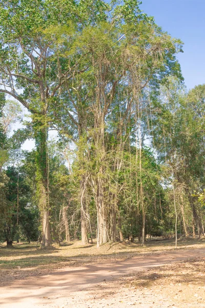 Paysages Naturels Végétation Arbres Sur Terrain Complexe Temple — Photo