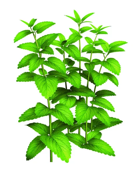 Ψηλό Πράσινο Φυτό Απομονώθηκε Λευκό Φόντο — Φωτογραφία Αρχείου