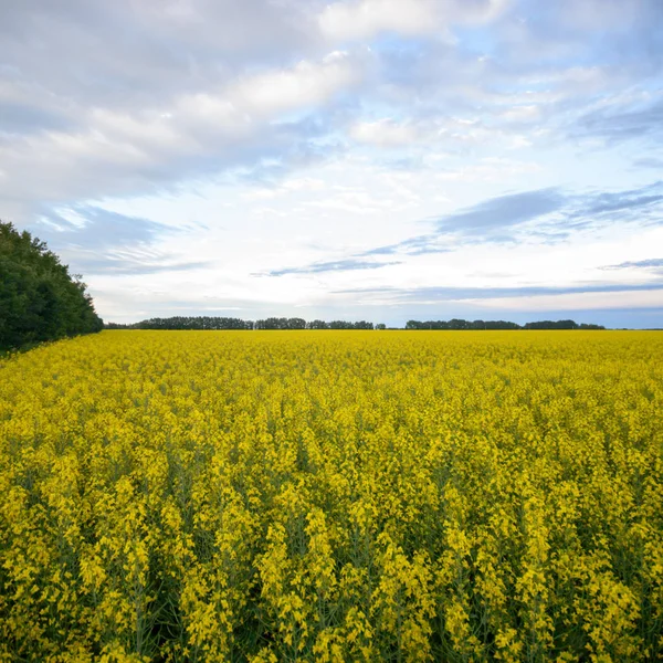 Jordbruksområdet Natur Och Jordbruk Farming Serien — Stockfoto