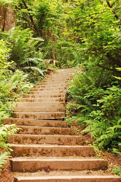 Caminhadas Escada Trilha Floresta — Fotografia de Stock