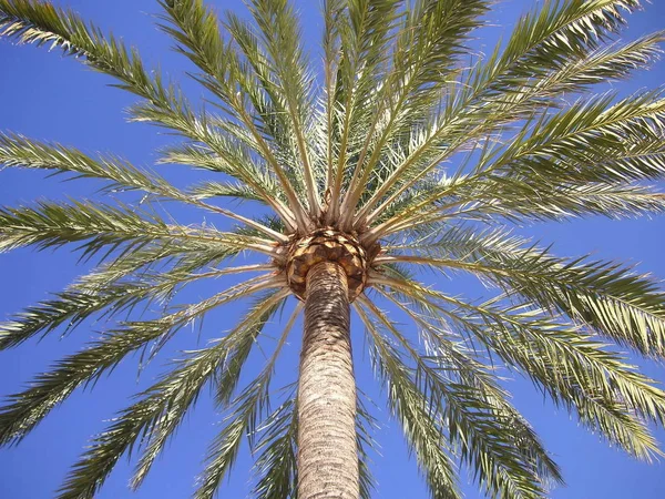 Palmera Directamente Desde Abajo —  Fotos de Stock