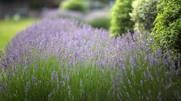 Lavendel Bloemen Een Tuin Lavandula Angustifolia — Stockfoto