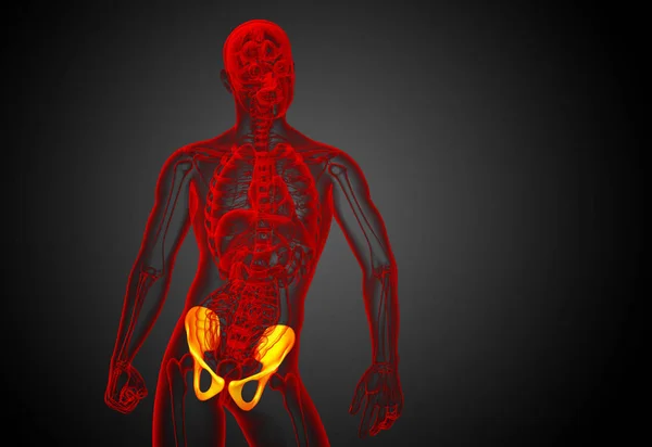 Ilustração Médica Osso Pelve Visão Frontal — Fotografia de Stock