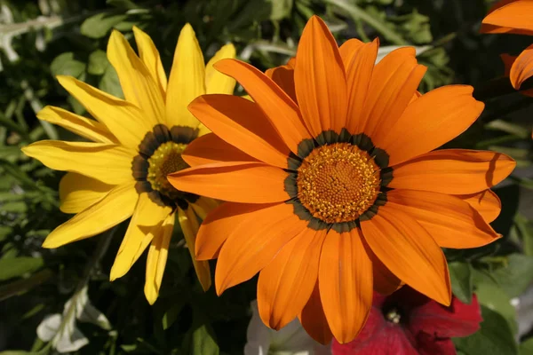 Details Orange Yellow Gazania — Stock Photo, Image