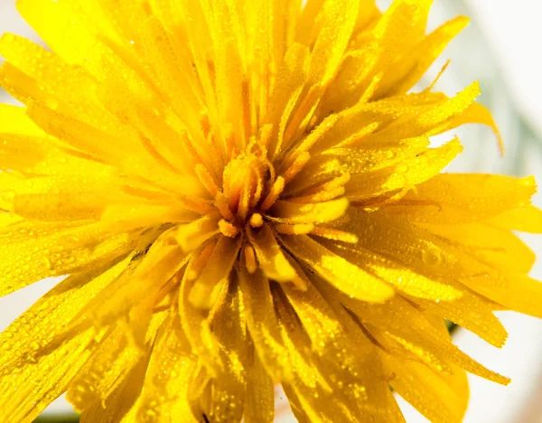 Жовта Квітка Кульбаби Голову Близько Білому Фоні Кульбаба Лікарська Вода — стокове фото