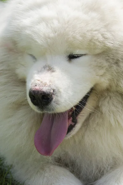 Primer Plano Perro Samoyedo Perro Blanco Grande Pelo Largo Siberia — Foto de Stock