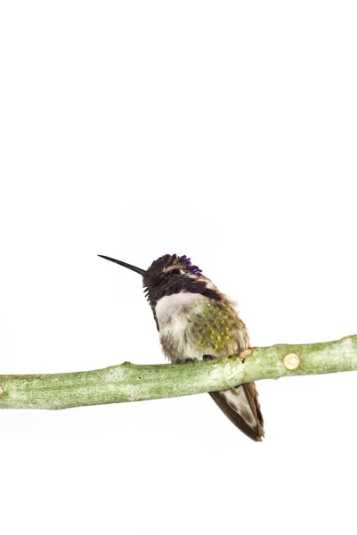 Hummingbird Costa Oddział Wyizolowany Białej Powierzchni — Zdjęcie stockowe