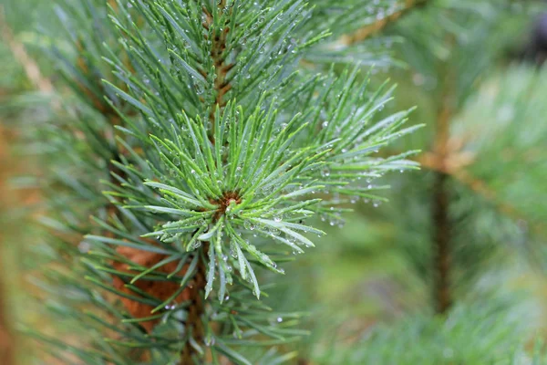 Water Drops Fir Tree Rain — Stock Photo, Image