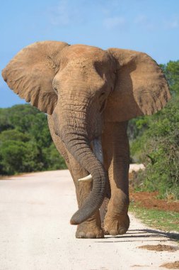 African Elephant playing with its trunk over a lonesome tusk clipart