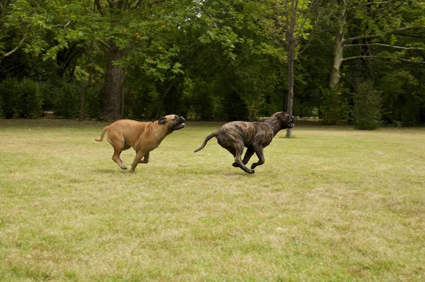 Sevimli Iki Çalışan Bullmastiff Yakın Çekim — Stok fotoğraf