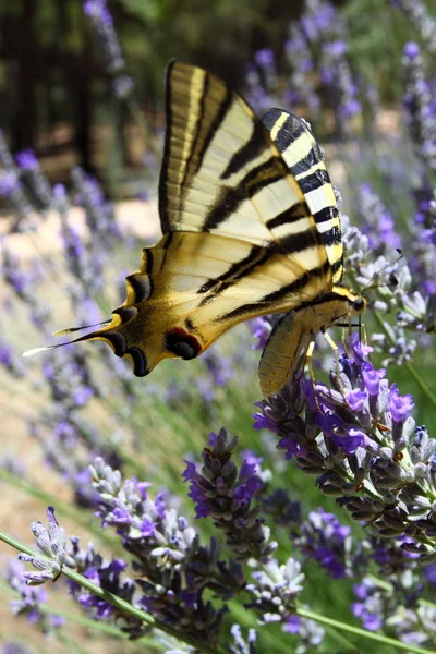 Gyönyörű Pillangó Levendula Növény — Stock Fotó
