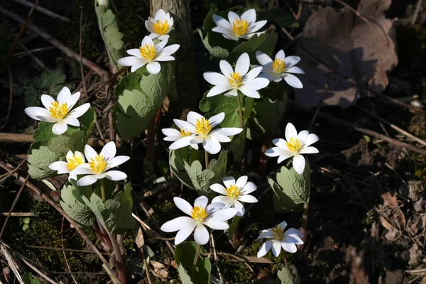 Bloodroot Sanguinaria Canadensis Çiçek Sabah Güneşinerken Ilkbahar — Stok fotoğraf