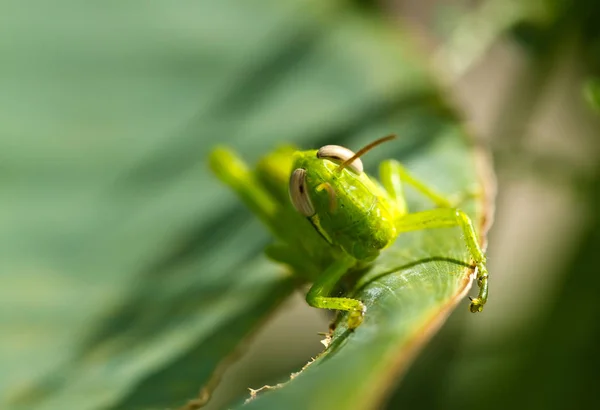在早晨的阳光下 一只年轻的蝗虫躺在绿叶上的宏观镜头 — 图库照片