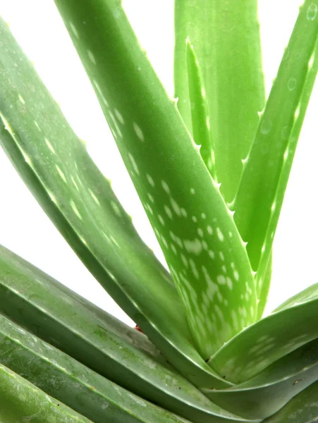 Planta Aloe Vera Aislada Blanco — Foto de Stock