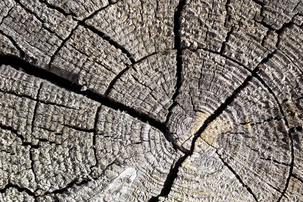 Παλιό Δέντρο Κοπεί Υφή Μεγάλες Ρωγμές Στη Δομή — Φωτογραφία Αρχείου