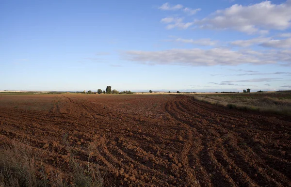 Foto Campo Arado Verano — Foto de Stock