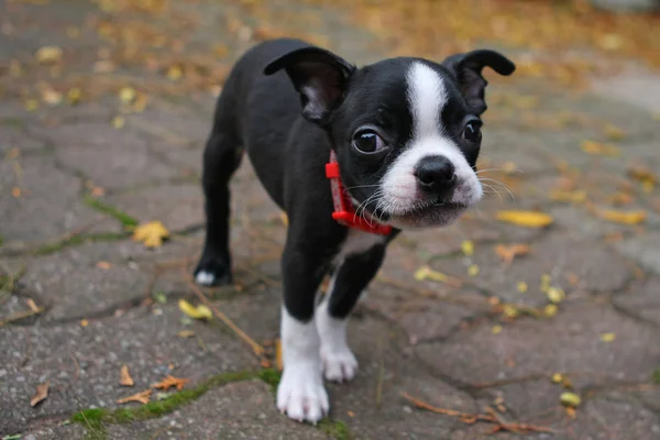 Boston Terrier Puppy Standing Closeup Face — Stock Photo, Image