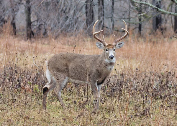 Whitetail Jelenia Złotówka Stoi Polu Sezonie Rutting — Zdjęcie stockowe