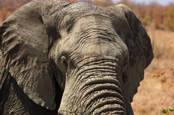 Elefante Africano Loxodonta Africana Parque Kruger Sudáfrica —  Fotos de Stock