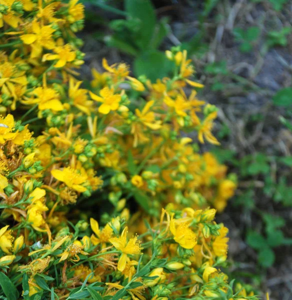 Yellow Flowers Close Shot — Stock Photo, Image