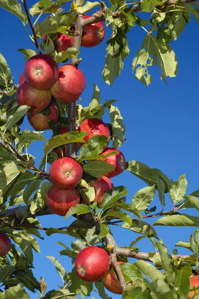 Egy Almafa Nyara Nyár Végén Megrakott Gazdag Vörös Gyümölccsel Tiszta — Stock Fotó