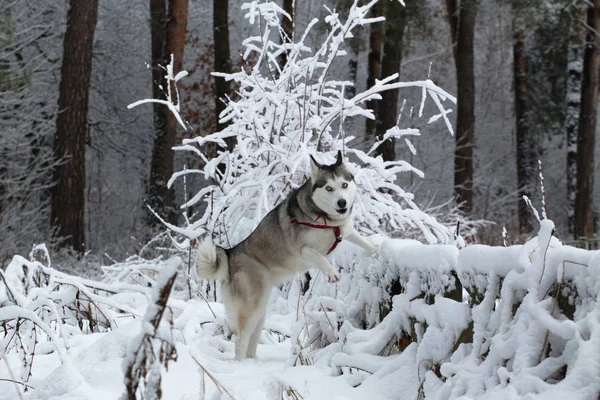 Siberian Husky Steht Mit Ausgeruhten Vorderpfoten Zaun — Stockfoto