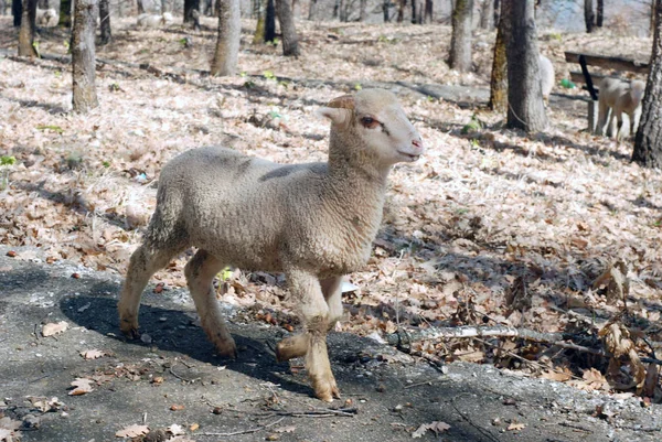 Some Kind Animal Selective Focus — Stock Photo, Image