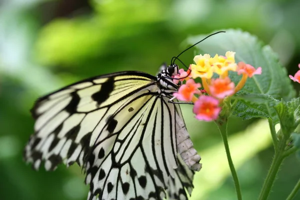 Paper Kite Butterfly (Idea leuconoe) pada bunga lantana
. — Stok Gambar Paper Kite Butterfly Idea Leuconoe Pada Bunga Lantana Stok Foto