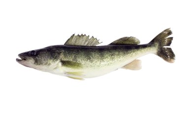 Walleye , Sitzostedion Viterum,  isolated over a white background clipart