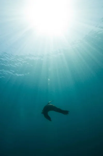 California Sea Lion Zalophus Californianus Silhouetted Sun Sea Lion Rookery — Stock Photo, Image