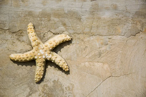 Concepto Vacaciones Con Estrellas Mar Pared — Foto de Stock