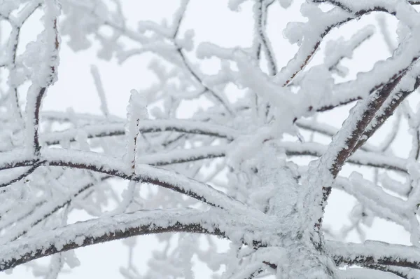 Freezing Rain Sleet Covered Trees Surface Park Forest — Stock Photo, Image